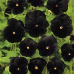 black flower3