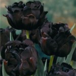 blackflower1