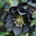 blackflower2